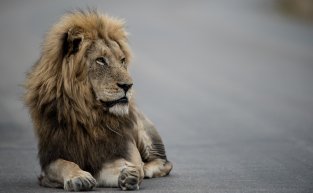 O passo a passo de como declarar consórcio no Imposto de Renda